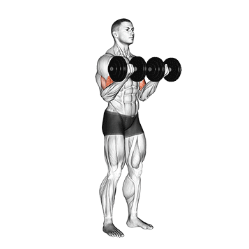 Rosca direta com halteres