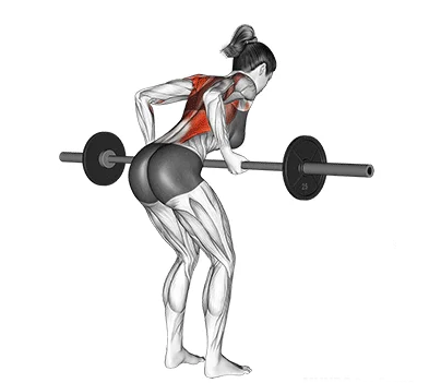 Remada curvada supinada