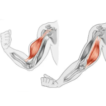 agonista antagonista