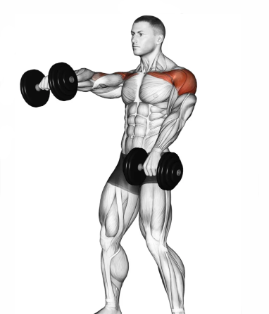 Elevação frontal com halteres