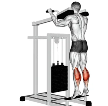 Calf Raise machine