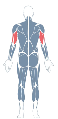 triceps