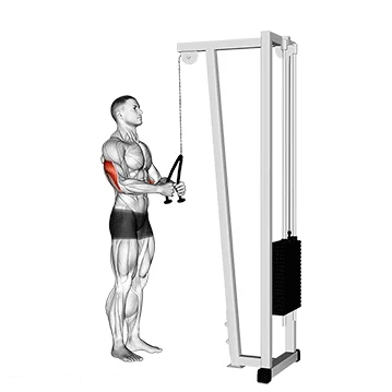 Tríceps na polia alta