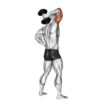 Tríceps francês unilateral